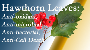 Dr. Paulette Hugulet, DC, LLC presents new research regarding the flavonoids of the hawthorn tree leaves’ extract that are antioxidant, antibacterial, antimicrobial and anti-cell death.