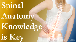 Dr. Paulette Hugulet, DC, LLC understands spinal anatomy well – a benefit to everyday chiropractic practice!