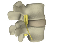 the disc pressure holds vertebrae apart