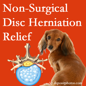 Often, the La Grande disc herniation treatment at Paulette Hugulet, DC, LLC effectively reduces back pain for those with disc herniation. (Veterinarians treat dachshunds’ discs conservatively, too!) 