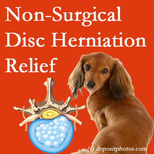 Often, the La Grande disc herniation treatment at Dr. Paulette Hugulet, DC, LLC successfully reduces back pain for those with disc herniation. (Veterinarians treat dachshunds’ discs conservatively, too!) 