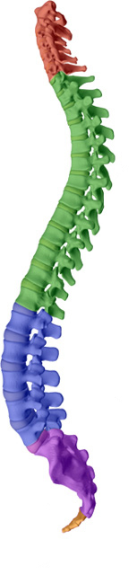 Paulette Hugulet, DC, LLC aims to help maintain or attain a healthy spine with healthy discs with La Grande chiropractic care.